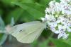 Pieris rapae